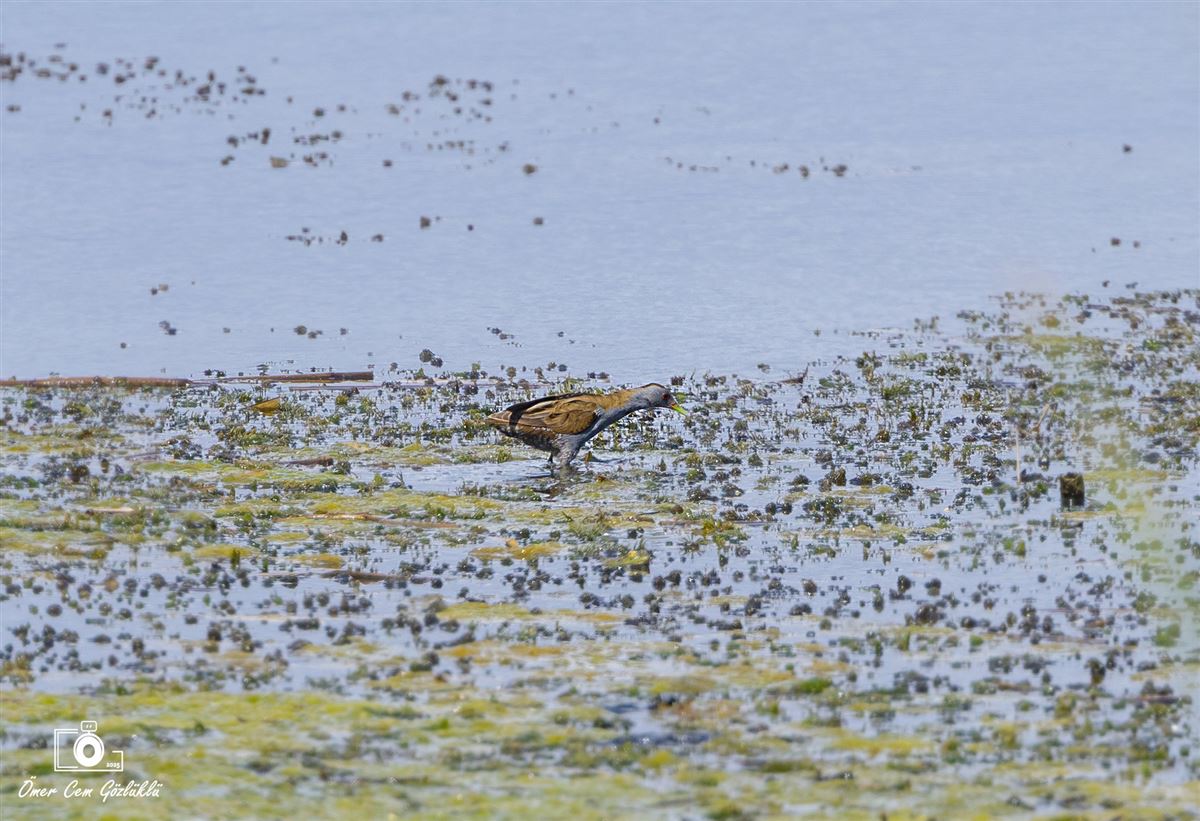 Little Crake