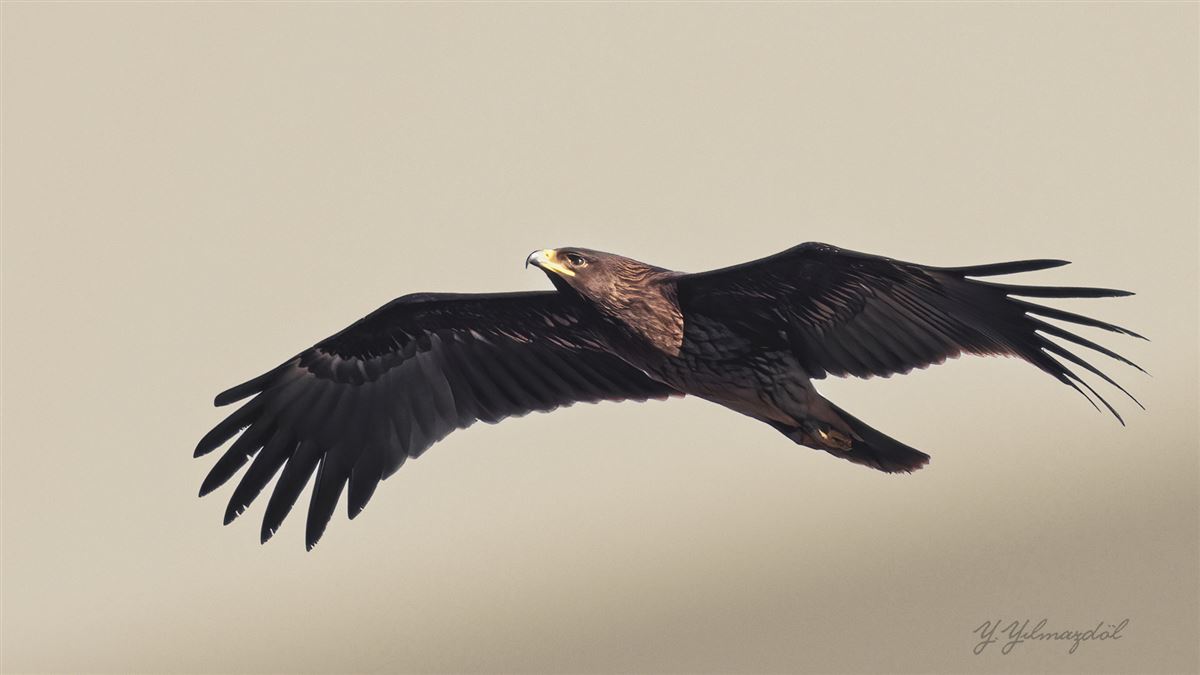 Greater Spotted Eagle