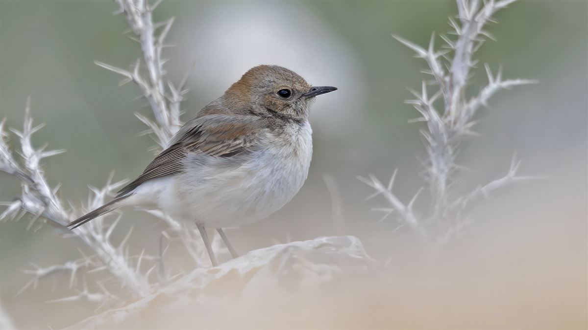 Finsch`s Wheatear