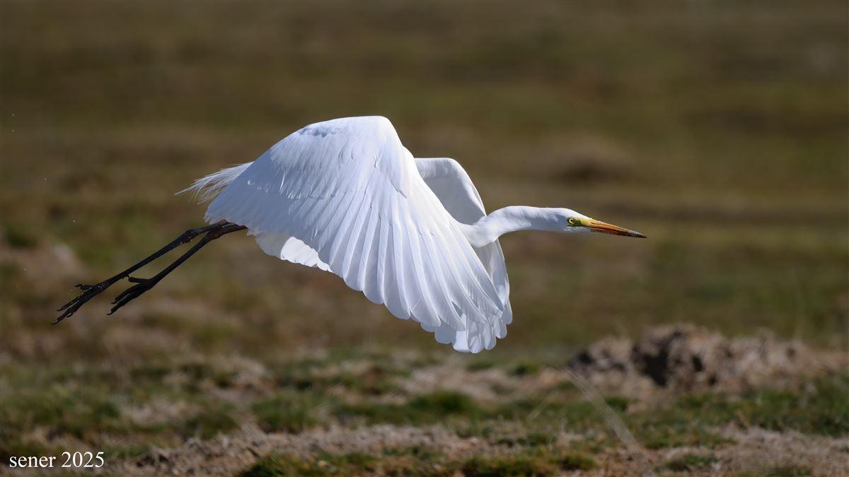 Great Egret