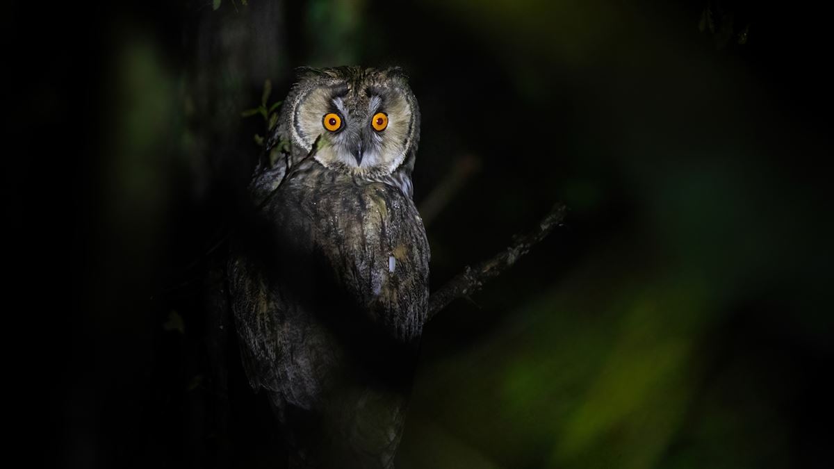 Long-eared Owl