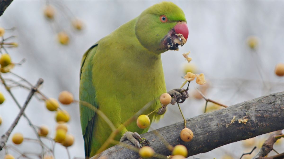 Rose-ringed Parakeet