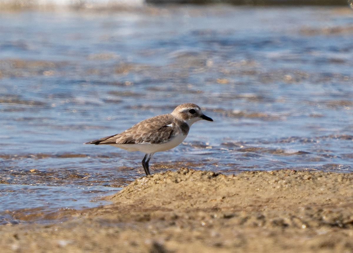 Tibetan Sand Plover