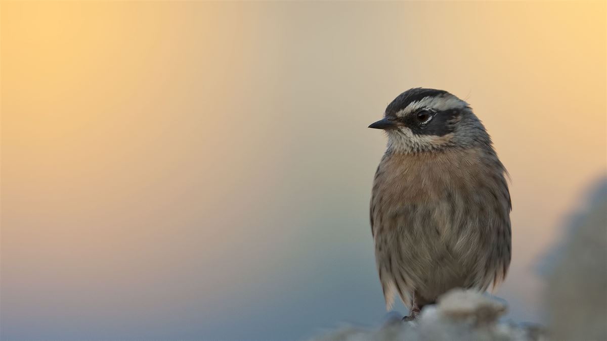 Radde`s Accentor