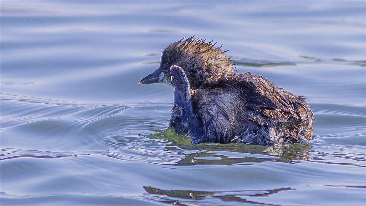 Little Grebe