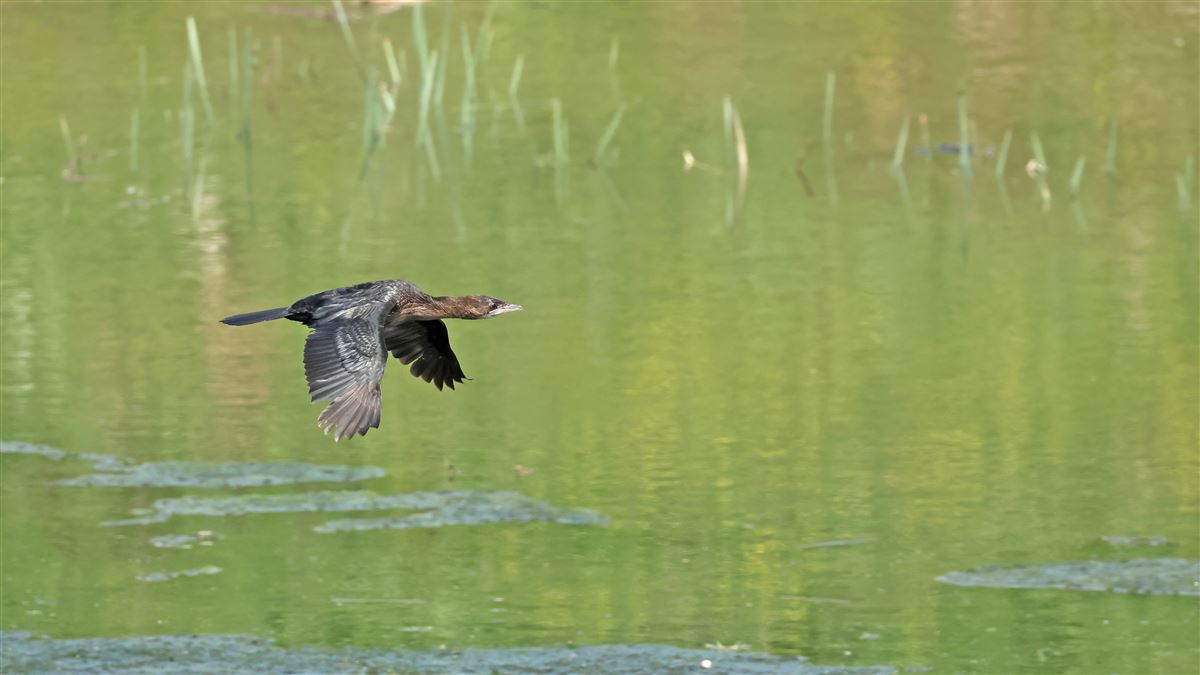 Pygmy Cormorant