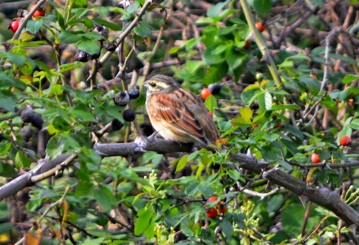 Cirl Bunting