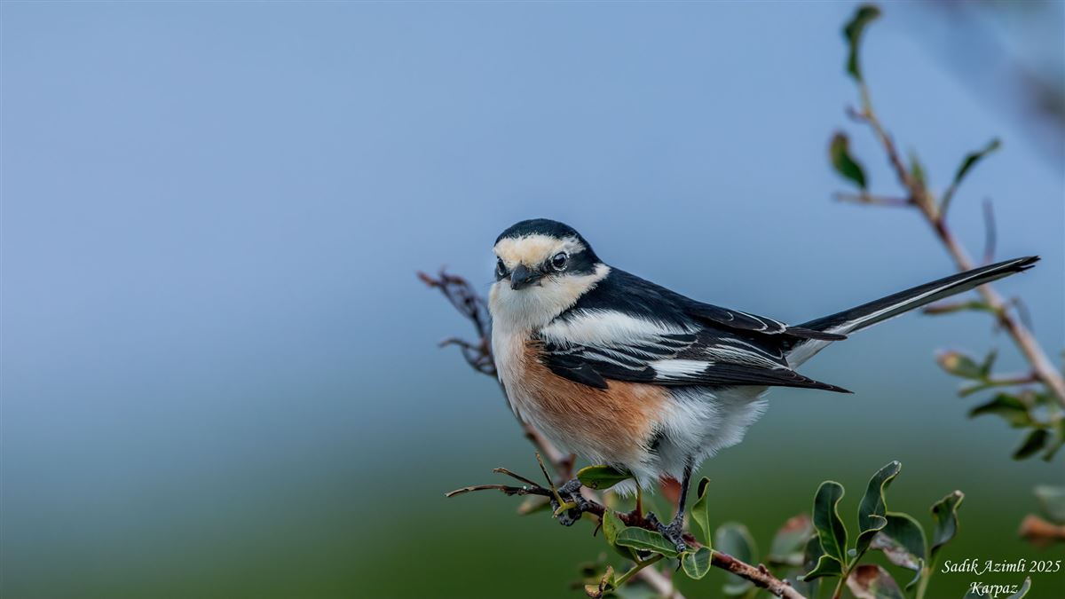 Masked Shrike