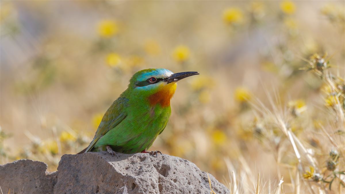 Blue-cheeked Bee-eater