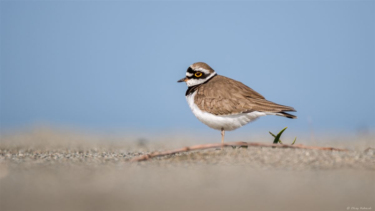 Little Ringed Plover