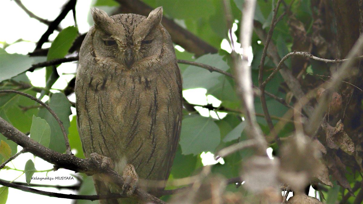 Pallid Scops Owl