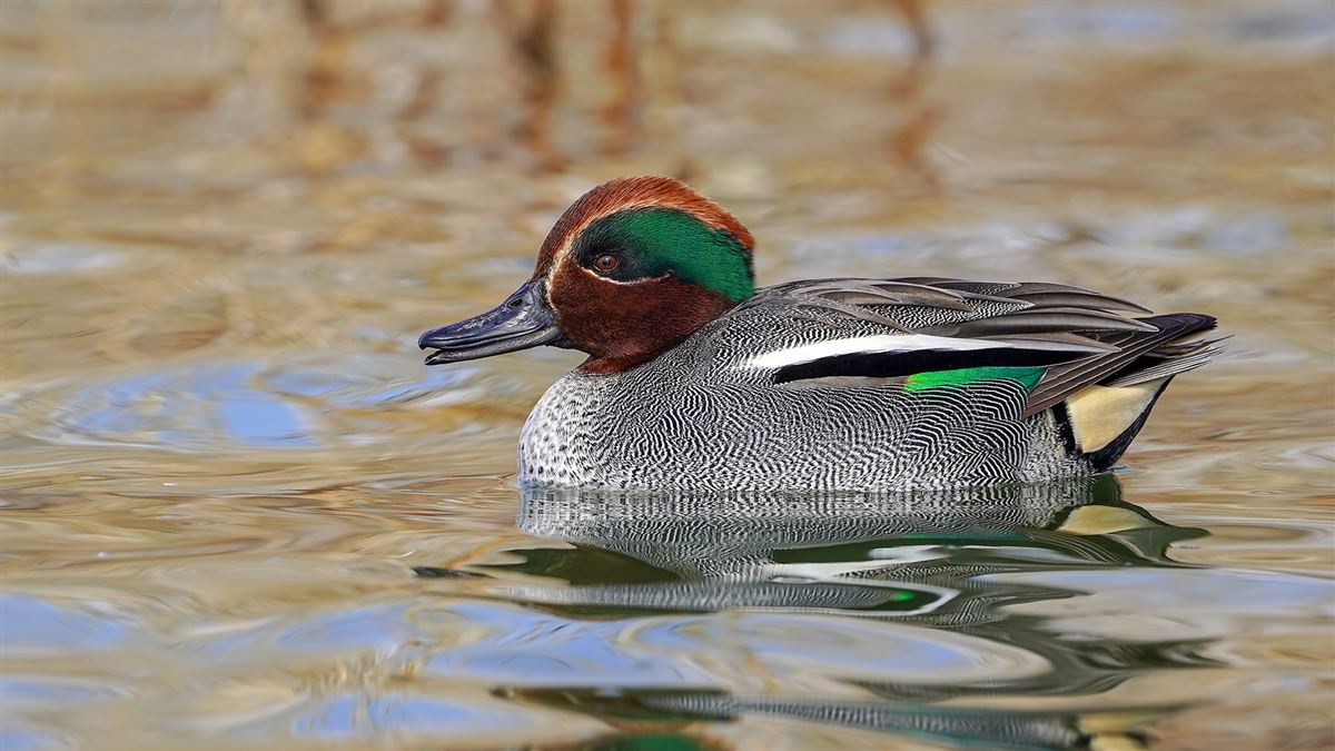 Eurasian Teal