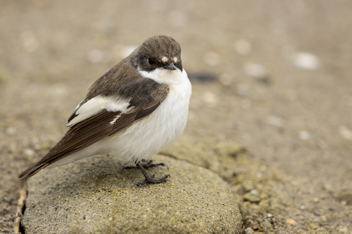 European Pied Flycatcher
