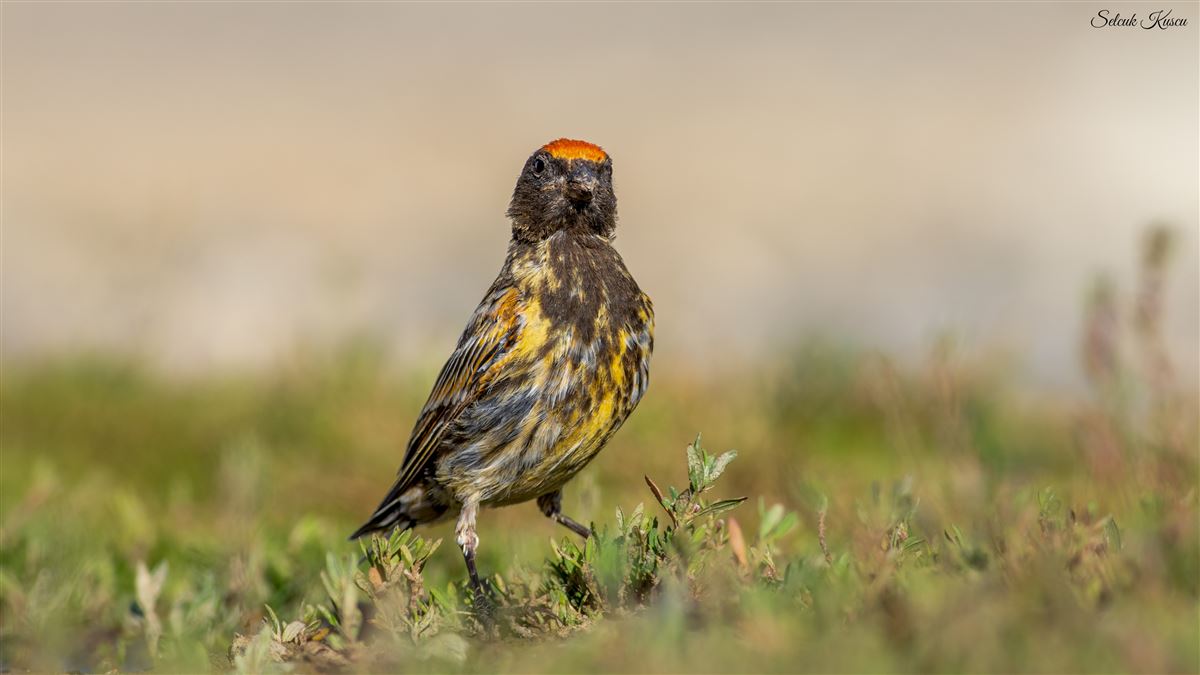 Red-fronted Serin