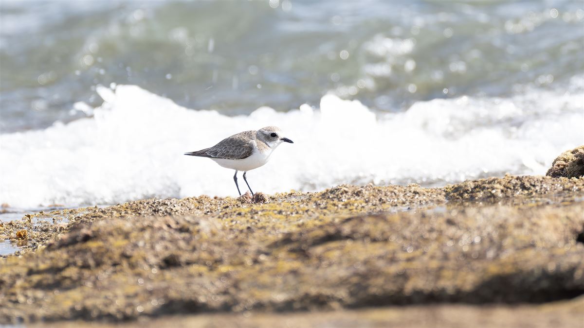 Tibetan Sand Plover