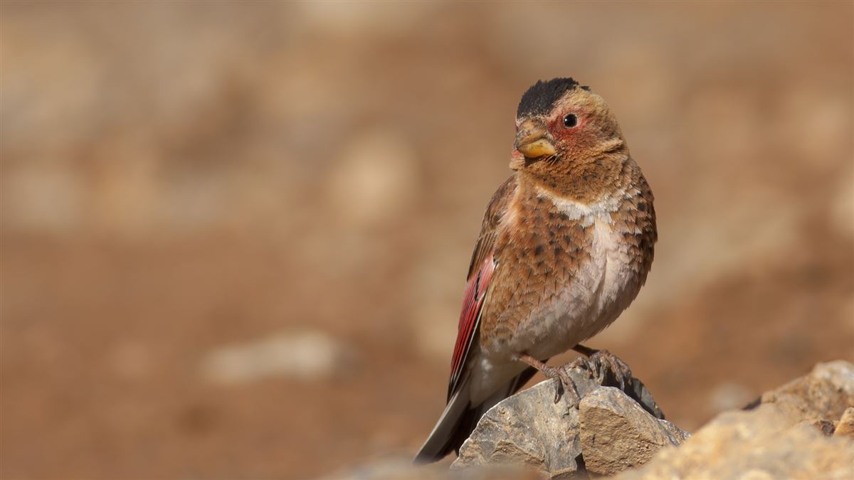 Crimson-winged Finch