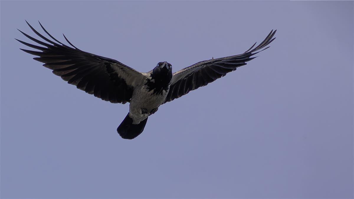 Hooded Crow