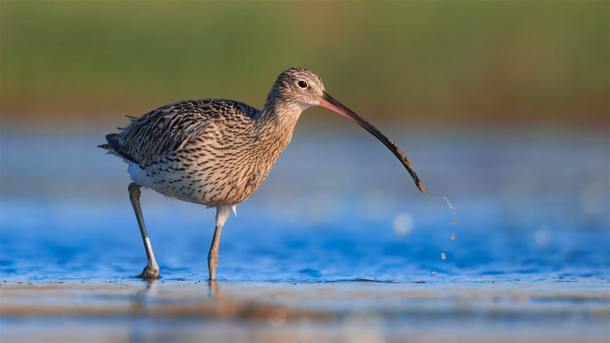 Eurasian Curlew