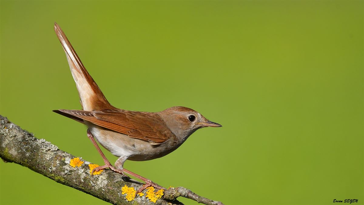 Common Nightingale