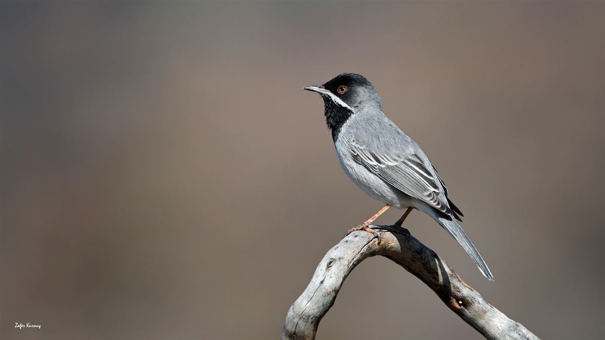 Rüppell`s Warbler