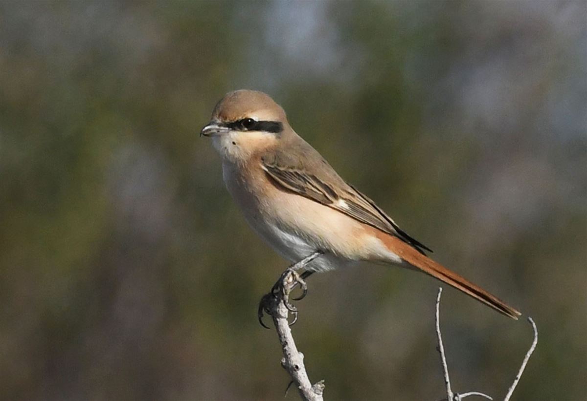 Isabelline Shrike