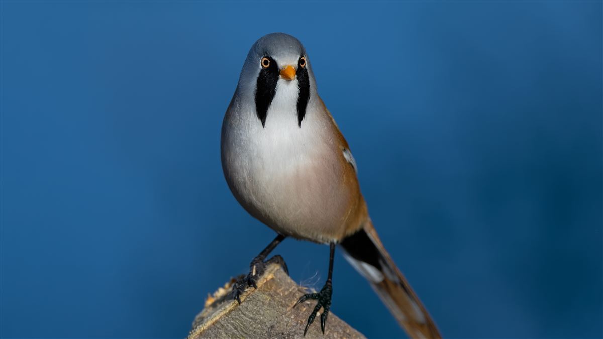 Bearded Reedling
