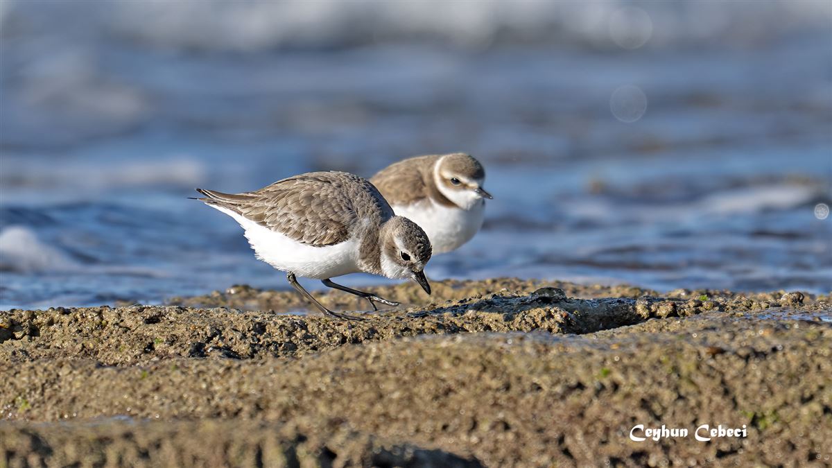 Tibetan Sand Plover