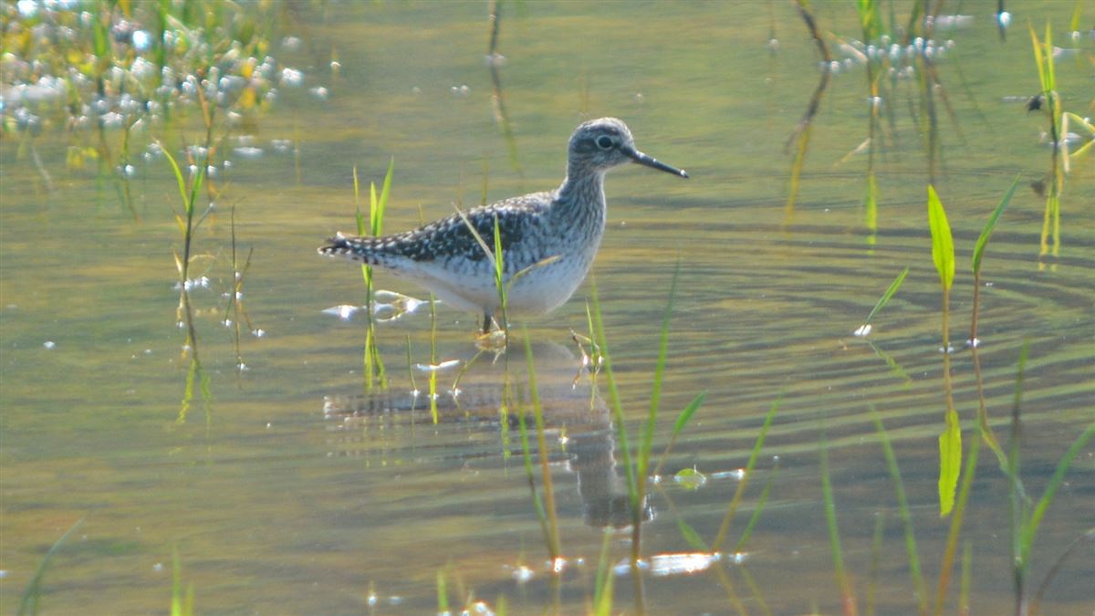 Wood Sandpiper