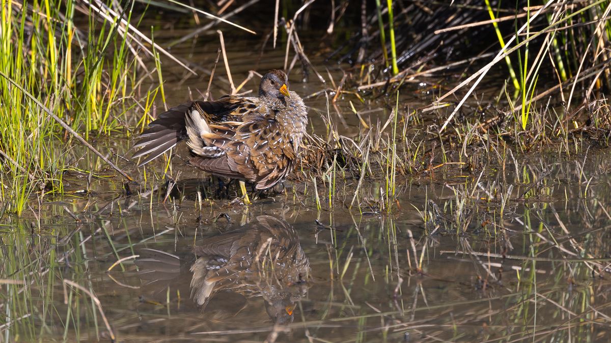 Spotted Crake