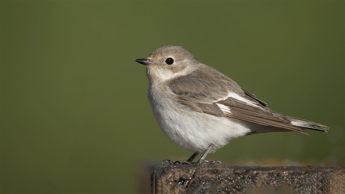 Collared Flycatcher