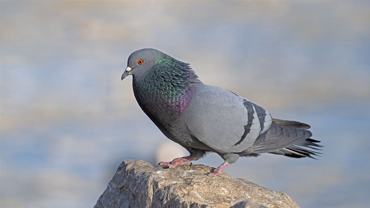 Rock Dove