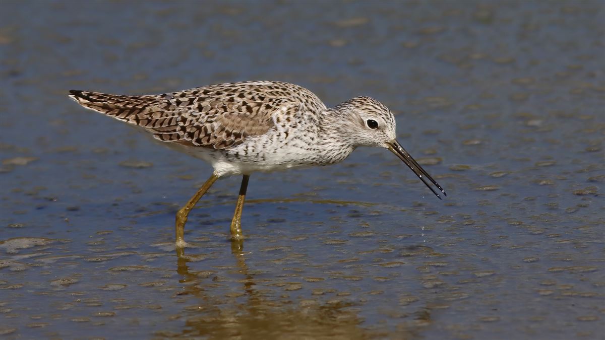 Marsh Sandpiper