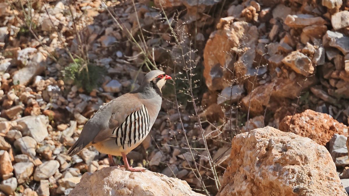 Chukar Partridge
