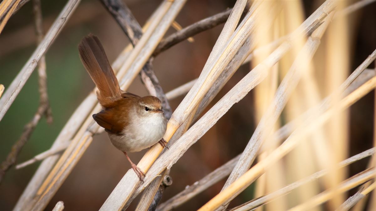 Cetti`s Warbler