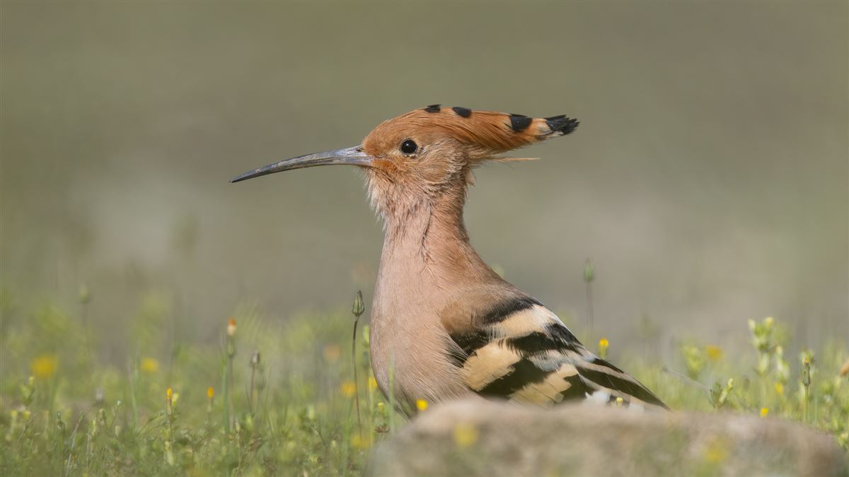 Common Hoopoe