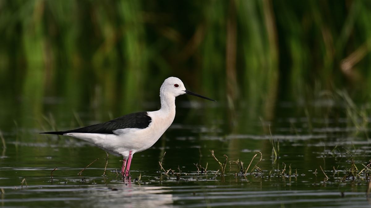Black-winged Stilt