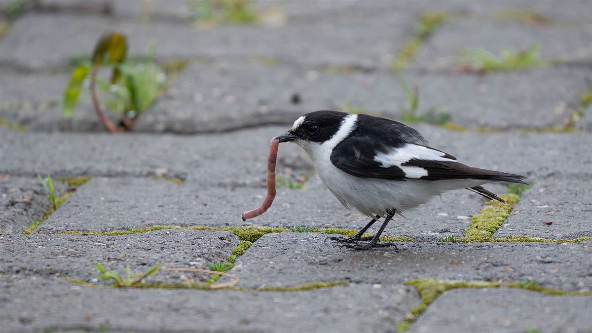 Collared Flycatcher