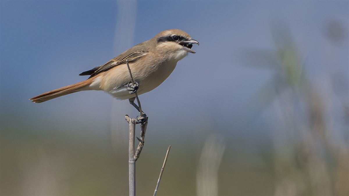 Isabelline Shrike