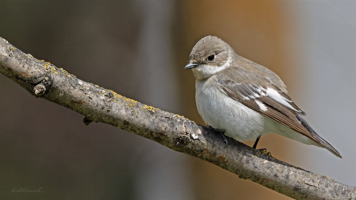 Collared Flycatcher