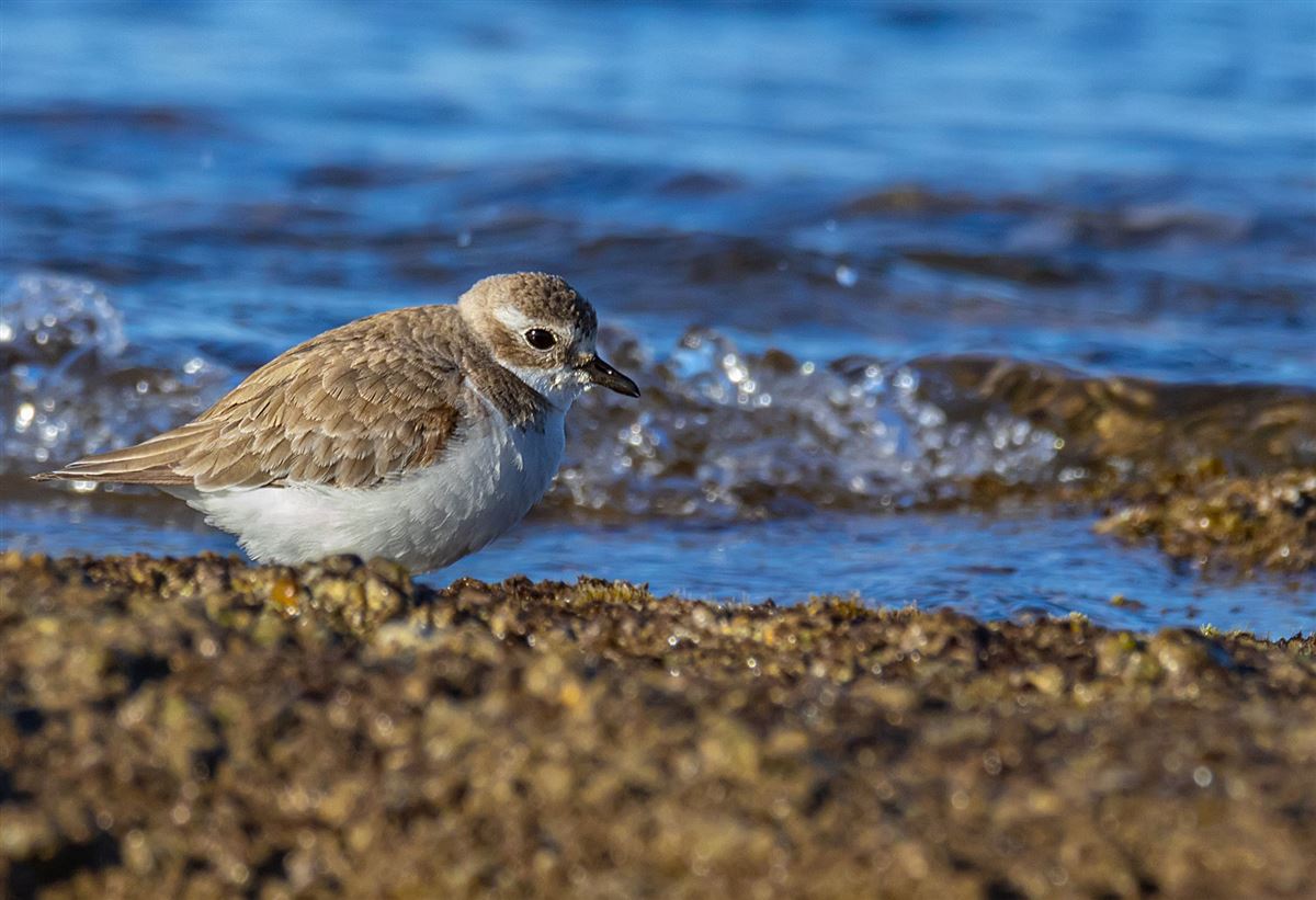 Tibetan Sand Plover