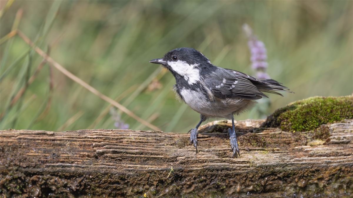Coal Tit