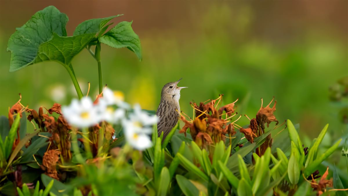 Common Grasshopper Warbler