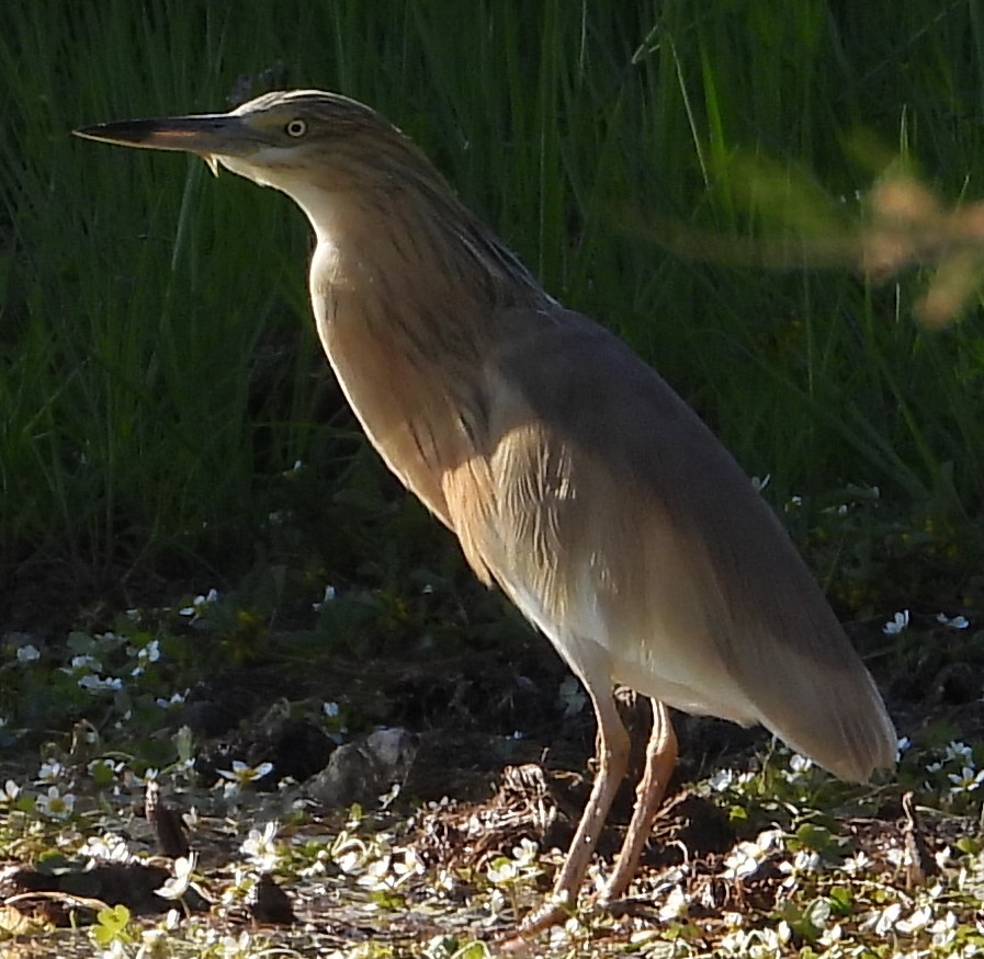 Squacco Heron