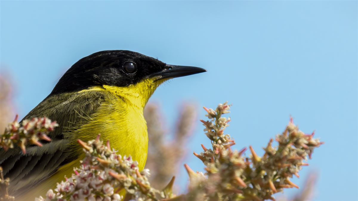 Western Yellow Wagtail