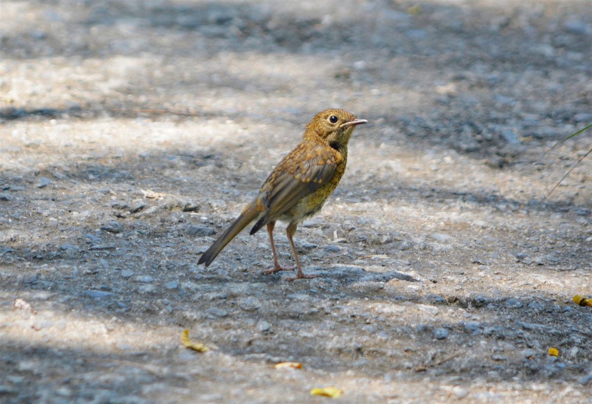 European Robin