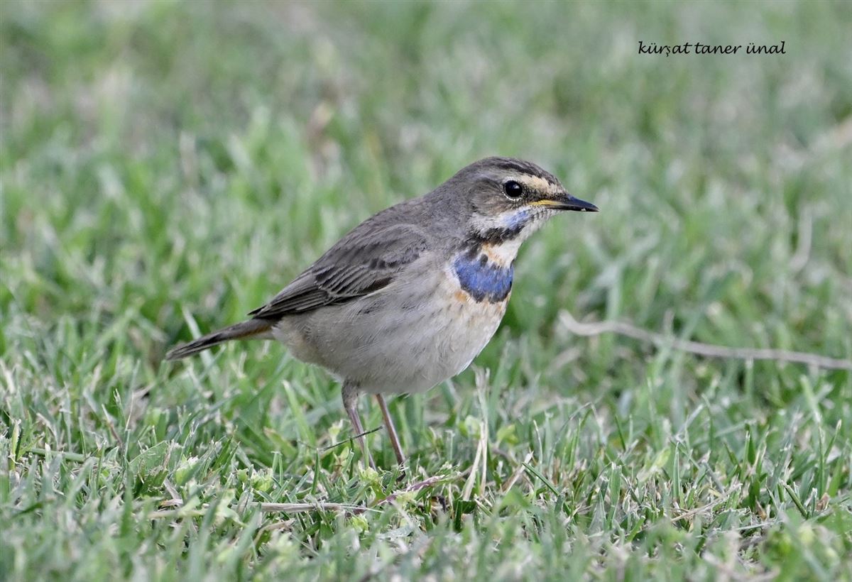 Bluethroat
