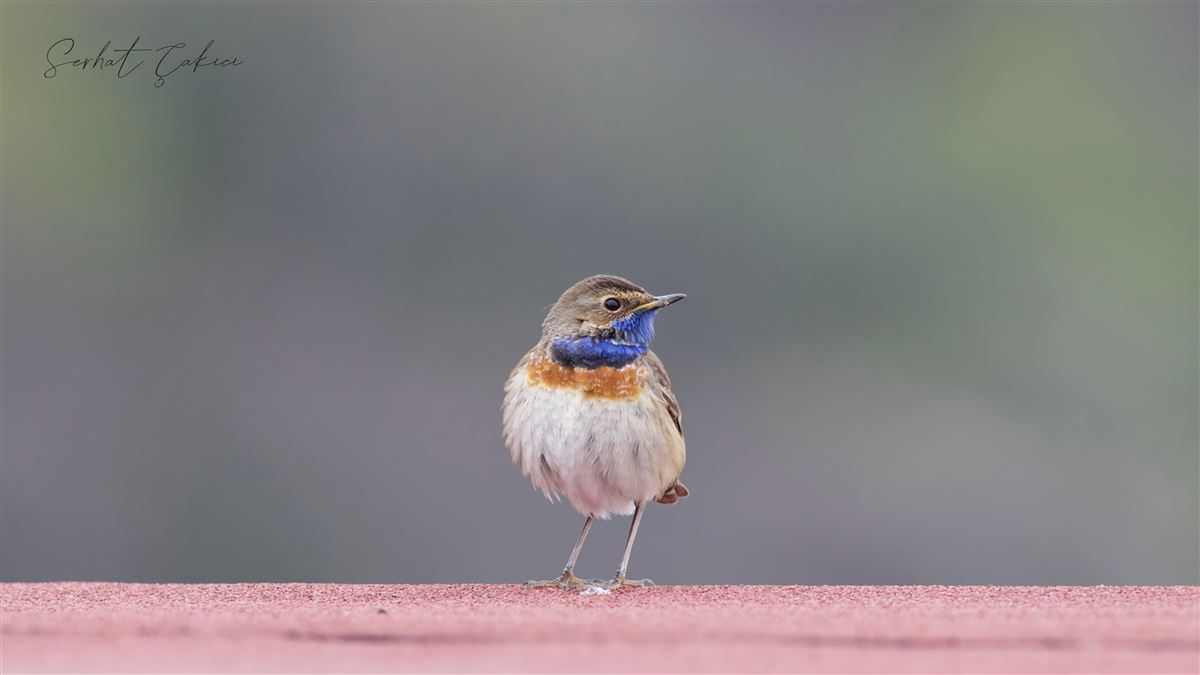 Bluethroat