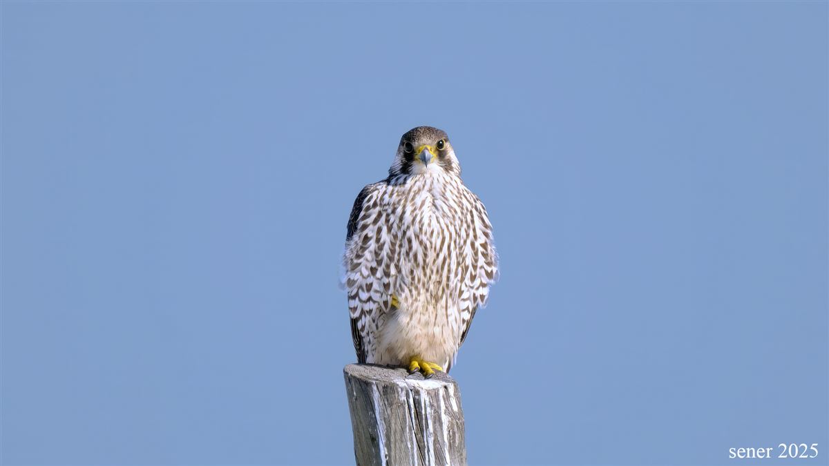 Peregrine Falcon