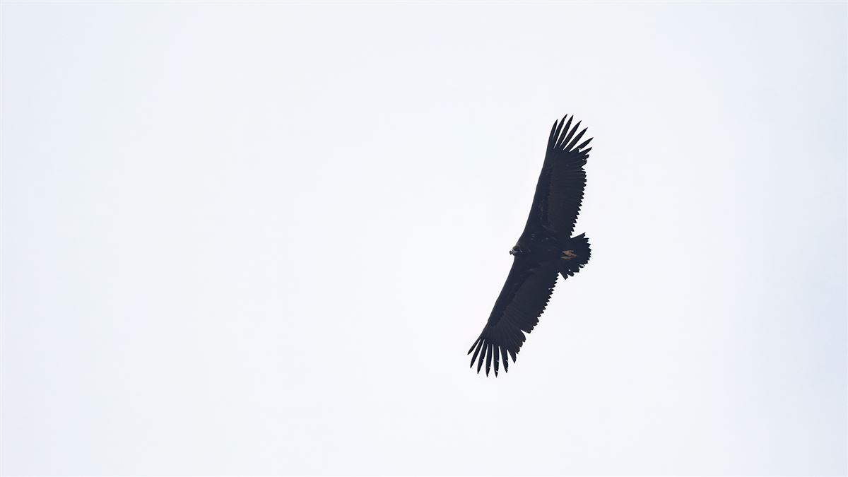 Cinereous Vulture