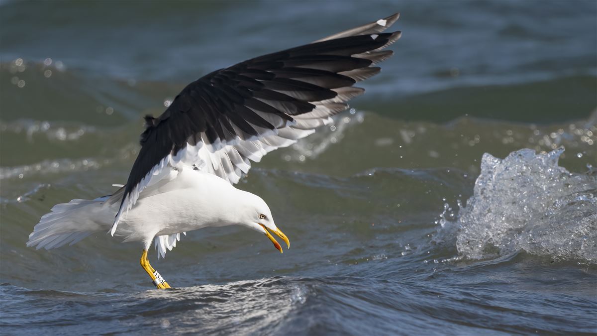 Lesser Black-backed Gull